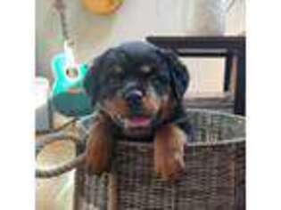 Rottweiler Puppy for sale in Preston, CT, USA