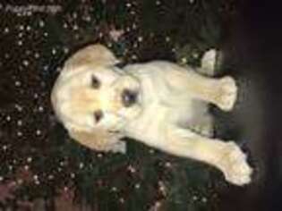 Labrador Retriever Puppy for sale in Eagle, MI, USA