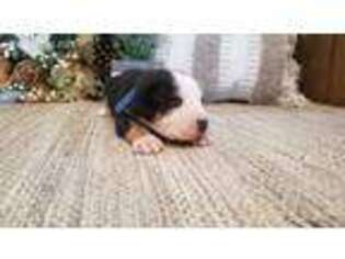 Greater Swiss Mountain Dog Puppy for sale in Palmdale, CA, USA