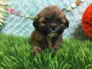 Lhasa Apso Puppy for sale in Hattiesburg, MS, USA