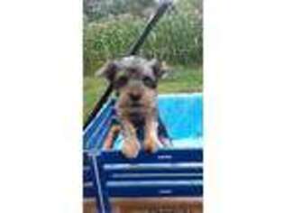 Yorkshire Terrier Puppy for sale in Gowen, MI, USA