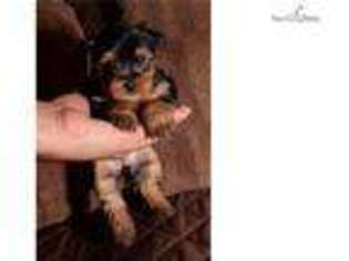 Yorkshire Terrier Puppy for sale in Edinburg, TX, USA