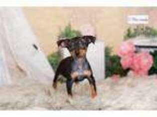 Miniature Pinscher Puppy for sale in Fort Wayne, IN, USA