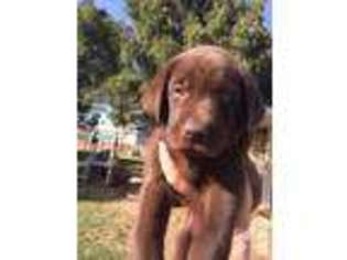Labrador Retriever Puppy for sale in SANGER, CA, USA