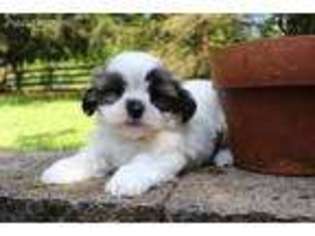 Mal-Shi Puppy for sale in Fresno, OH, USA