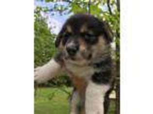 Pembroke Welsh Corgi Puppy for sale in Six Mile, SC, USA