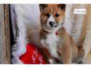 Shiba Inu Puppy for sale in Jonesboro, AR, USA