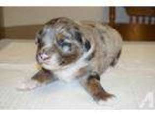 Australian Shepherd Puppy for sale in NEW CANEY, TX, USA