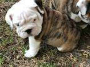 Bulldog Puppy for sale in Leland, NC, USA