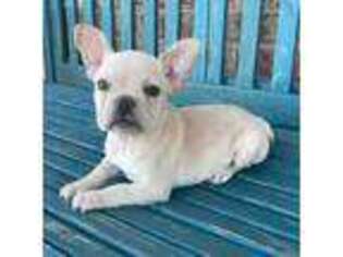 French Bulldog Puppy for sale in Winnsboro, TX, USA