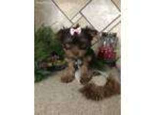 Yorkshire Terrier Puppy for sale in Fairland, IN, USA