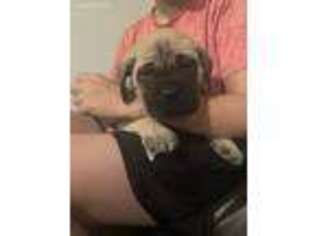 Mastiff Puppy for sale in Whitehall, MT, USA