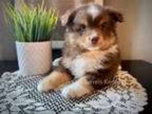 Miniature Australian Shepherd Puppy for sale in Ash Grove, MO, USA