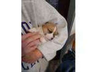 Pembroke Welsh Corgi Puppy for sale in Defiance, OH, USA