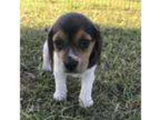 Beagle Puppy for sale in Robeline, LA, USA