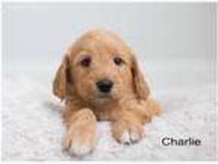 Labradoodle Puppy for sale in Dimondale, MI, USA