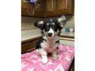 Pembroke Welsh Corgi Puppy for sale in Gold Hill, OR, USA