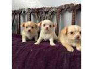 Chihuahua Puppy for sale in Mesa, AZ, USA