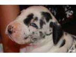 Great Dane Puppy for sale in PANAMA CITY, FL, USA