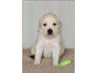 Mutt Puppy for sale in Oakwood, OH, USA