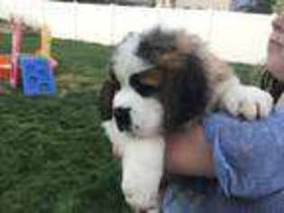 Saint Bernard Puppy for sale in Woods Cross, UT, USA