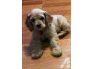 Mutt Puppy for sale in REELSVILLE, IN, USA