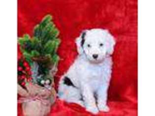 Mutt Puppy for sale in East Earl, PA, USA