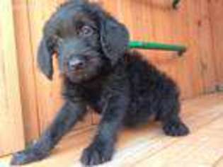 Labradoodle Puppy for sale in Columbia, KY, USA