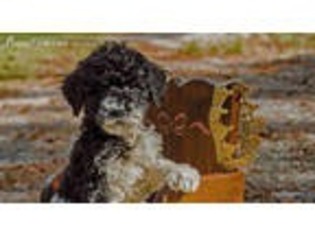Mutt Puppy for sale in Bunnell, FL, USA