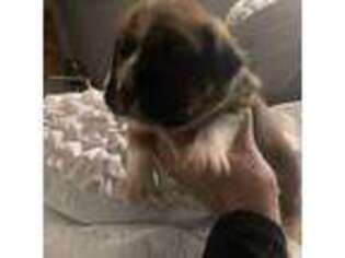 Boxer Puppy for sale in Matamoras, PA, USA
