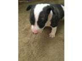 Bull Terrier Puppy for sale in Springfield, MO, USA