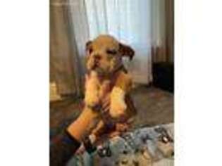 Bulldog Puppy for sale in Wilson, KS, USA