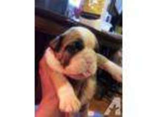 Bulldog Puppy for sale in LYNCHBURG, VA, USA