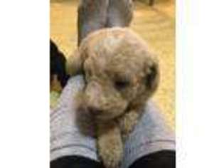 Labradoodle Puppy for sale in Onaway, MI, USA