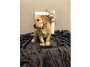 Goldendoodle Puppy for sale in Osseo, MI, USA