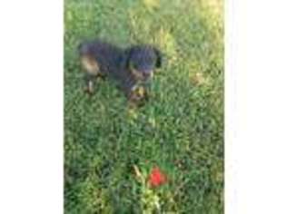 Rottweiler Puppy for sale in Hiawassee, GA, USA