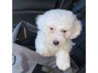 Bichon Frise Puppy for sale in Statesboro, GA, USA
