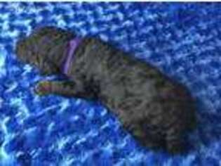 Mutt Puppy for sale in Justin, TX, USA