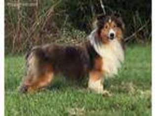Shetland Sheepdog Puppy for sale in East Bank, WV, USA