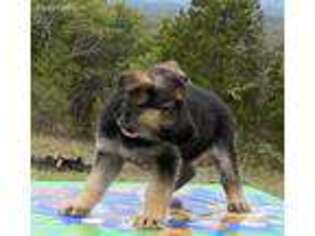 German Shepherd Dog Puppy for sale in Gainesville, MO, USA