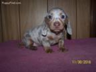 Dachshund Puppy for sale in Cement, OK, USA