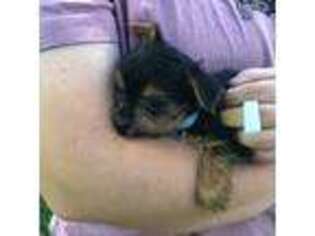 Yorkshire Terrier Puppy for sale in Decatur, IL, USA