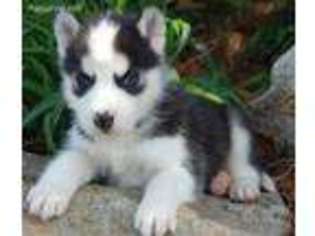 Siberian Husky Puppy for sale in Greenfield, IN, USA