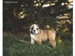 Bulldog Puppy for sale in Goff, KS, USA