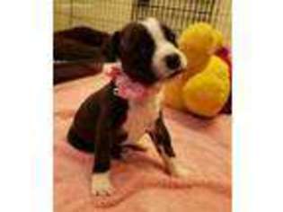 Staffordshire Bull Terrier Puppy for sale in Phoenix, AZ, USA