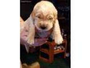 Golden Retriever Puppy for sale in Indian Trail, NC, USA