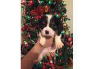 Cavalier King Charles Spaniel Puppy for sale in Snyder, TX, USA