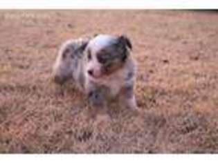 Miniature Australian Shepherd Puppy for sale in Covington, TX, USA