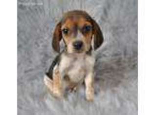 Beagle Puppy for sale in Hartville, MO, USA