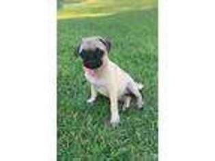 Pug Puppy for sale in Wills Point, TX, USA
